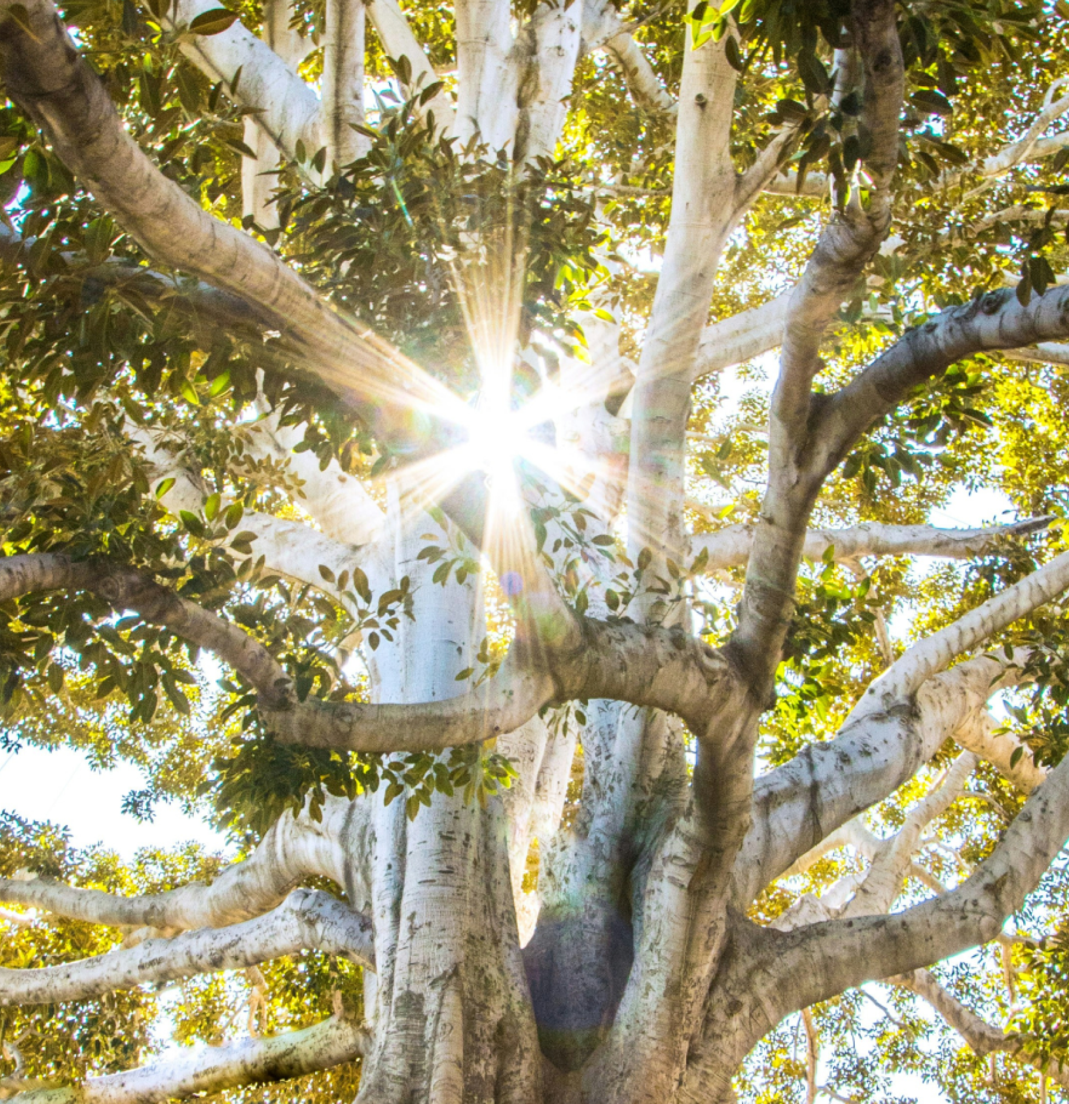 Tasya_Designs_Diva_Organic_Living_Limited_Portfolio (1)